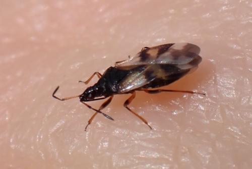 Anthocoris nemorum